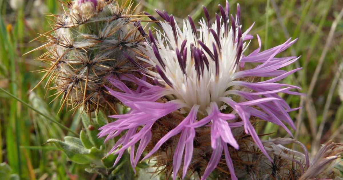 In Salento scoperta una nuova specie botanica: � il "fiordaliso di Punta Pizzo"